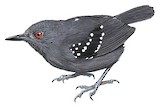 Esmeraldas Antbird Illustration