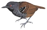 Dull-mantled Antbird Illustration