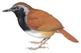 White-bellied Antbird Illustration