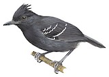 White-lined Antbird Illustration