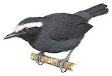 White-browed Antbird Illustration