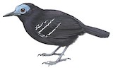 Bare-crowned Antbird Illustration