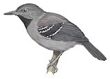 Allpahuayo Antbird Illustration