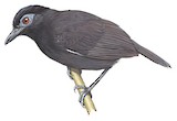 Sooty Antbird Illustration