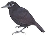 Zeledon's Antbird Illustration