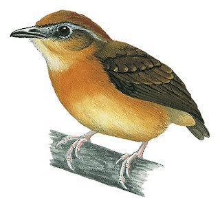 Conopophaga melanops melanops