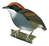 Black-cheeked Gnateater Illustration