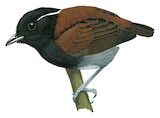 Hooded Gnateater Illustration