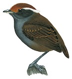 Chestnut-crowned Gnateater Illustration