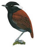 Black-bellied Gnateater Illustration