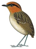 Rufous-crowned Antpitta Illustration