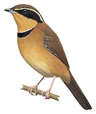 Collared Crescentchest Illustration