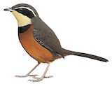 Olive-crowned Crescentchest Illustration