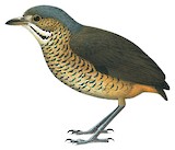 Undulated Antpitta Illustration