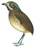 Variegated Antpitta Illustration