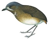 Moustached Antpitta Illustration