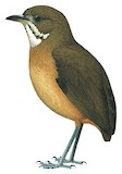 Plain-backed Antpitta Illustration