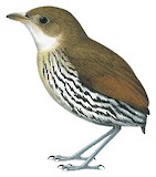 Elusive Antpitta Illustration