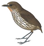 Santa Marta Antpitta Illustration