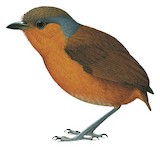 Grey-naped Antpitta Illustration