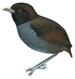 Pale-billed Antpitta Illustration