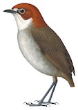 White-throated Antpitta Illustration