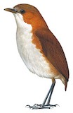 White-bellied Antpitta Illustration