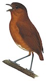 Bay Antpitta Illustration