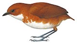 Red-and-white Antpitta Illustration