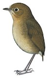 Perija Antpitta Illustration