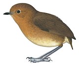 Cajamarca Antpitta Illustration