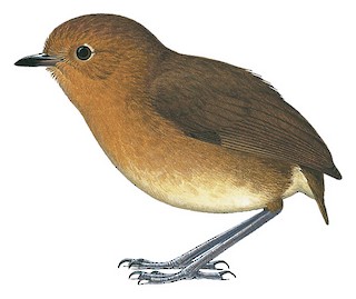 Cajamarca Antpitta