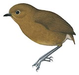 Urubamba Antpitta Illustration