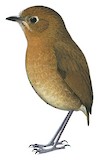 Sierra Nevada Antpitta Illustration