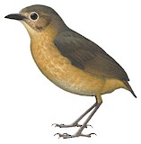 Tawny Antpitta Illustration