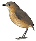 Boyaca Antpitta Illustration