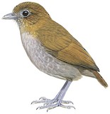 Urrao Antpitta Illustration