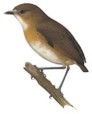 Brown-banded Antpitta Illustration