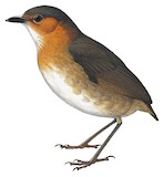 Rufous-faced Antpitta Illustration