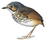 Streak-chested Antpitta Illustration