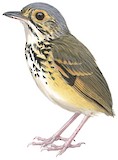 Spotted Antpitta Illustration