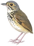 Alta Floresta Antpitta Illustration