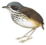 Masked Antpitta Illustration