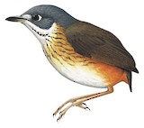 White-lored Antpitta Illustration