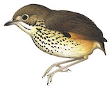 Speckle-breasted Antpitta Illustration