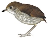 Thrush-like Antpitta Illustration