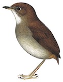 Tepui Antpitta Illustration