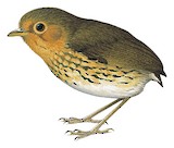 Ochre-breasted Antpitta Illustration