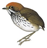 Peruvian Antpitta Illustration