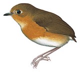 Rusty-breasted Antpitta Illustration